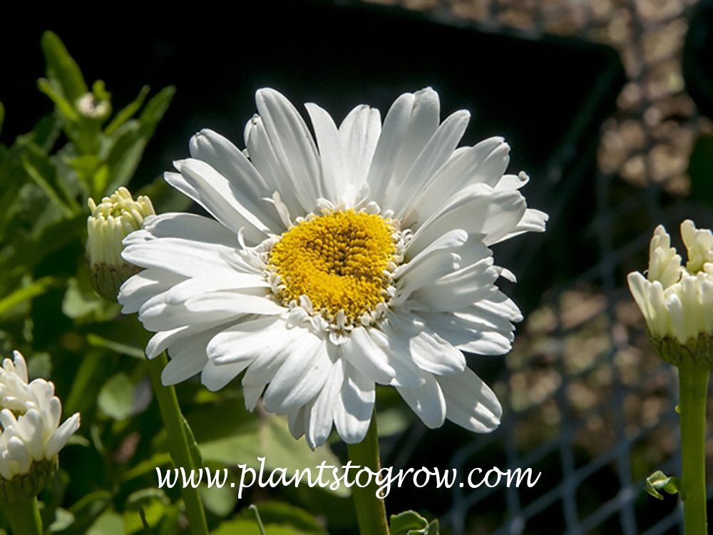 Shasta Daisy T E Killen has a large white flower surrounding a golden yellow center.